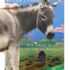 En Brandán (ebook)